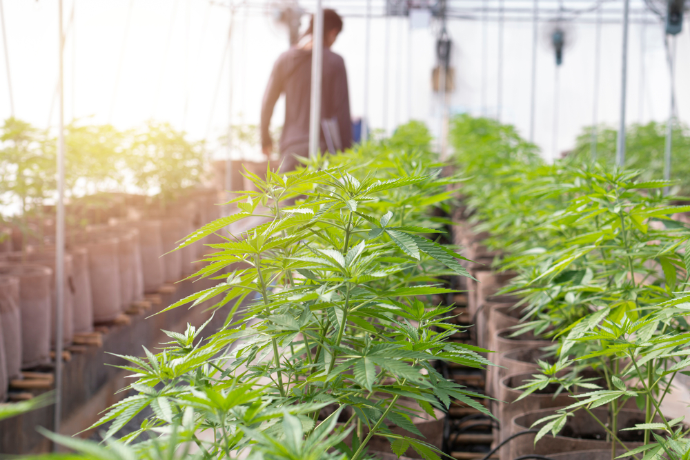 Cultivation person walking among cannabis plants in a thriving growing facility - Resumeble